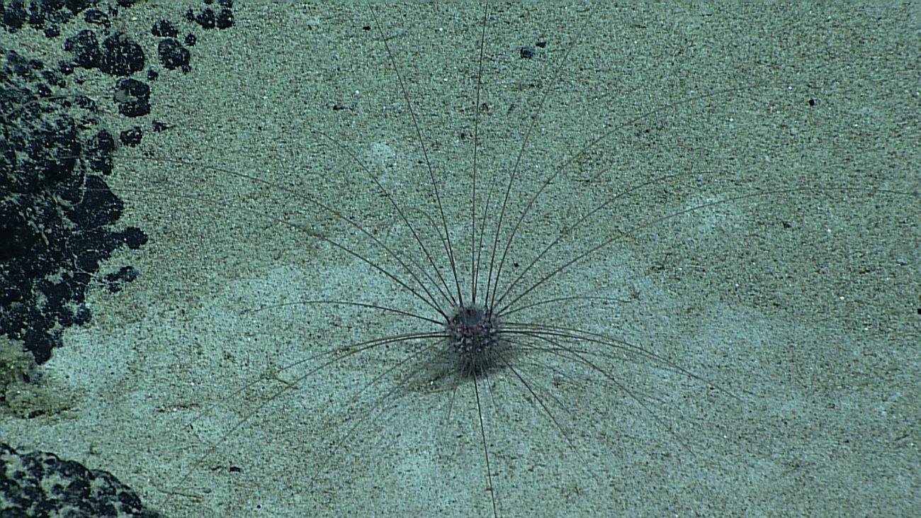 The long-spined urchin Aspidodiadema arcitum on a sandy bottom