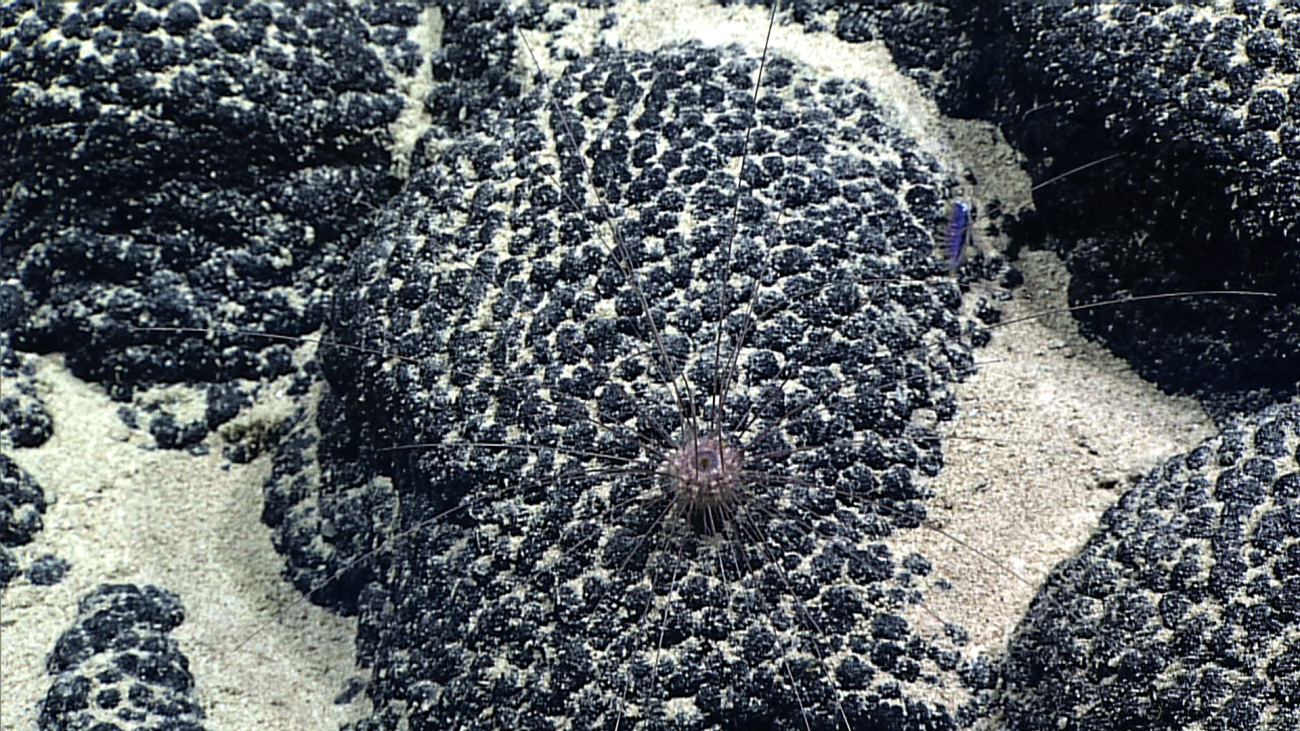 The long-spined urchin Aspidodiadema arcitum on a botryoidal manganese crustsubstrate