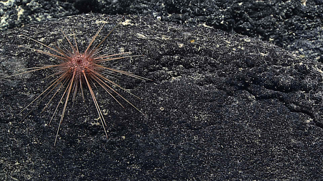 A pinkish orange long-spined sea urchin