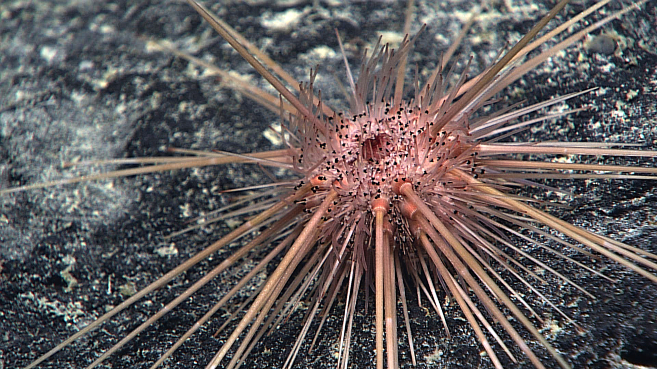 A pinkish orange long-spined sea urchin - Caenopedina hawaiiensis
