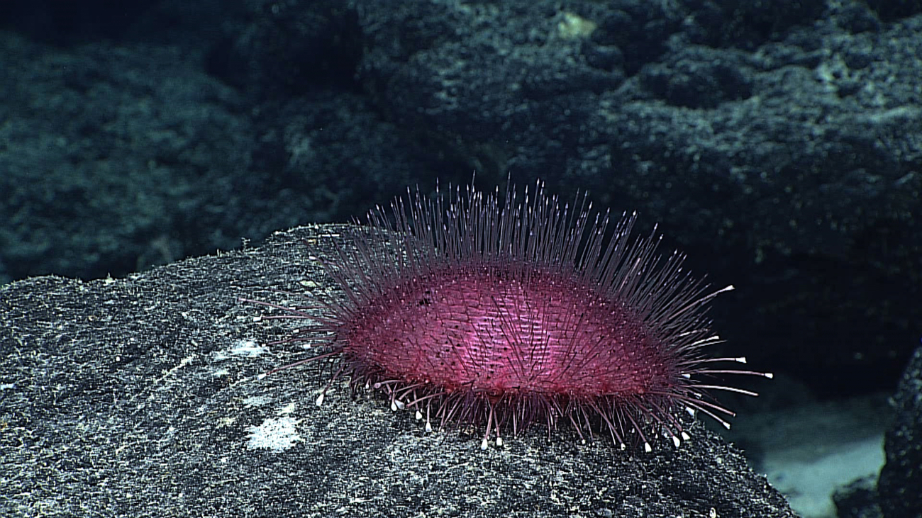 A purple echinothurioid urchin