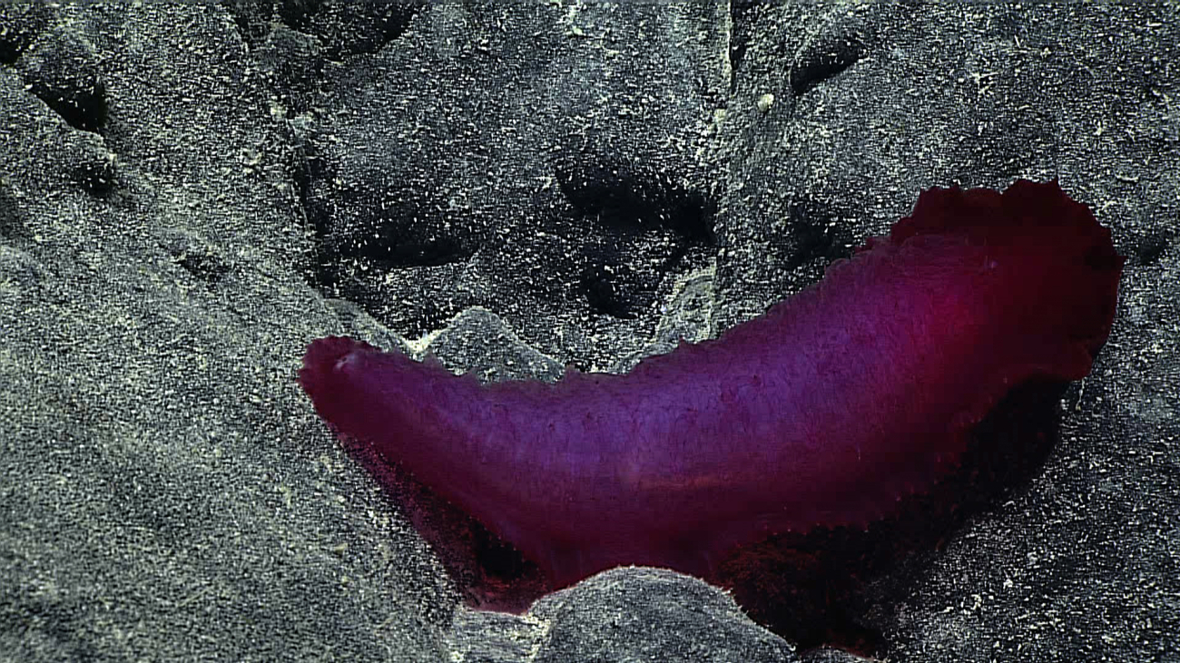 A purple holothurian on a basalt surface