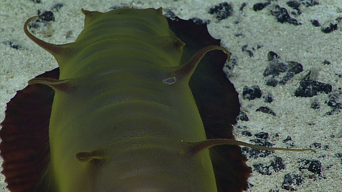 Closeup of a greenish brown holothurian on a sandy bottom