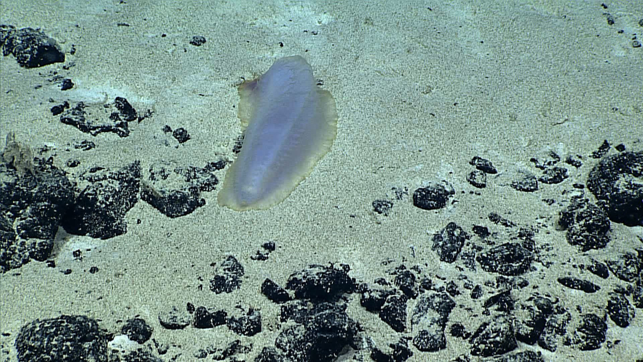 A white holothurian on a sand bottom
