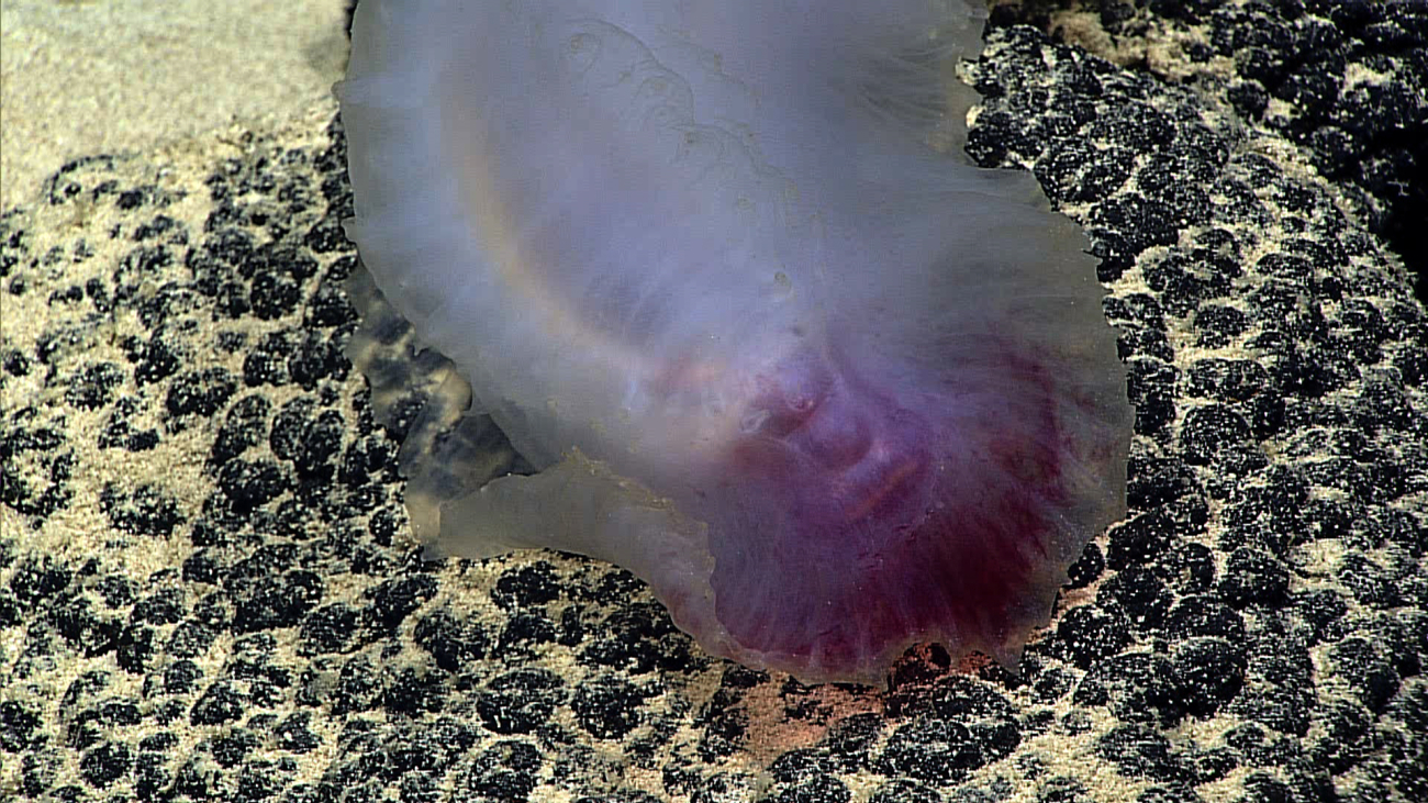 Closeup of a purple to grey holothurian on a botryoidal manganese crust surface