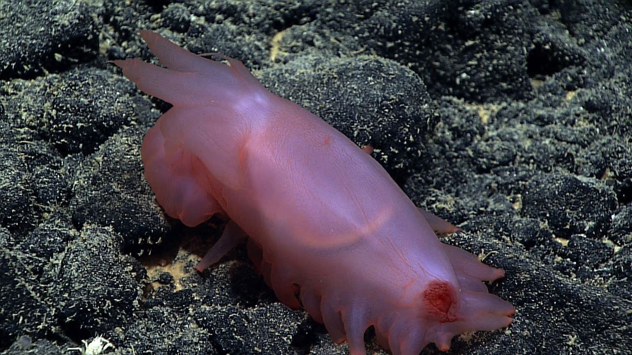 A pink sea pig holothurian of the same species as expn 5641