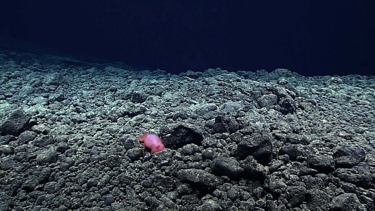 A pink sea pig holothurian on basalt boulders and cobbles at 4210 meters