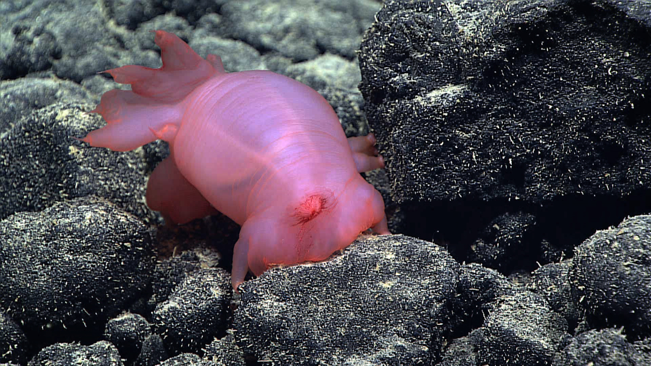 A pink sea pig holothurian on basalt boulders and cobbles at 4210 meters