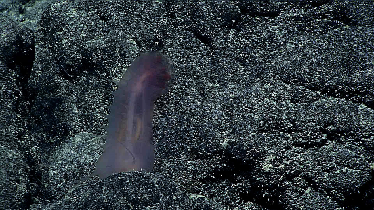 A light purple translucent holothurian crawling over a basalt surface