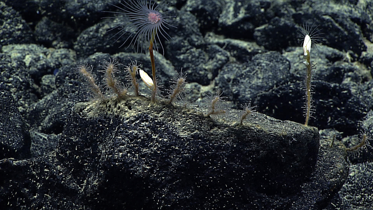 Another view of the same family of hydroids seen in image expn5652
