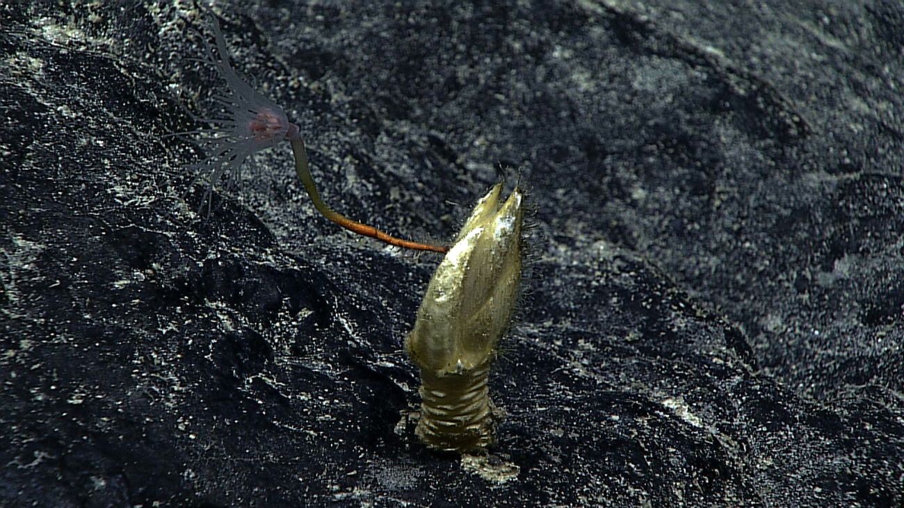 A hydroid using a barnacle for substrate