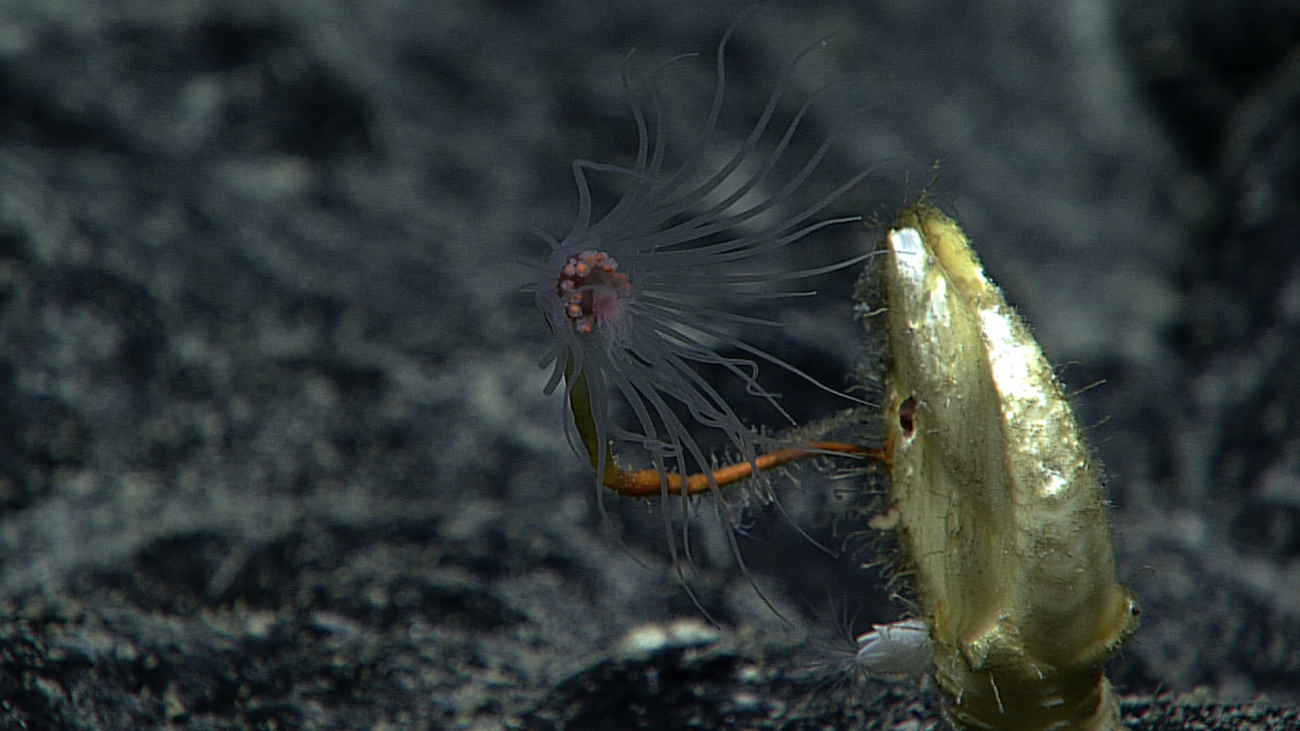 A hydroid using a barnacle for substrate