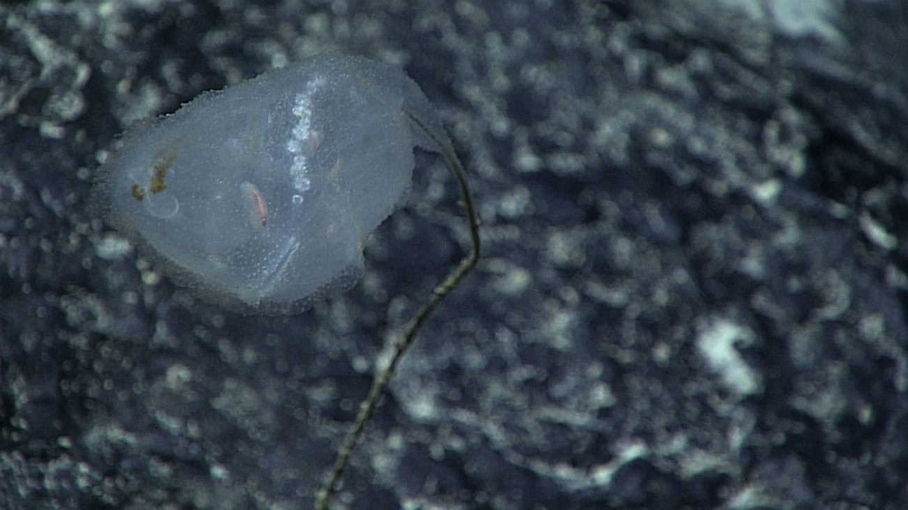 A stalked carnivorous tunicate