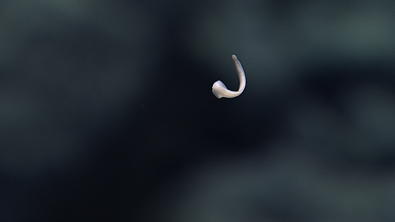 A swimming flatworm?