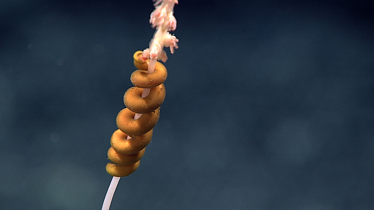 This brown creature was field identified as an aplacophoran (shell-less mollusk) feeding on a bamboo coral branch