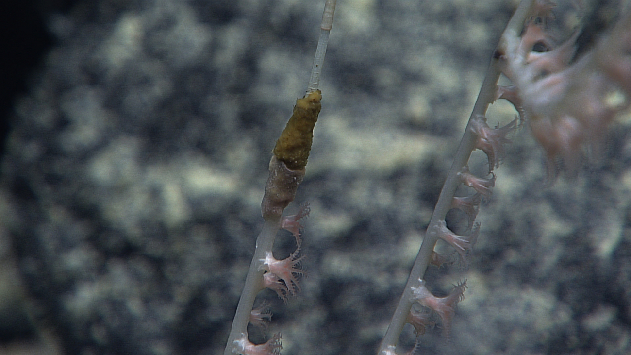A type of worm? apparently eating a segment of a bamboo coral bush
