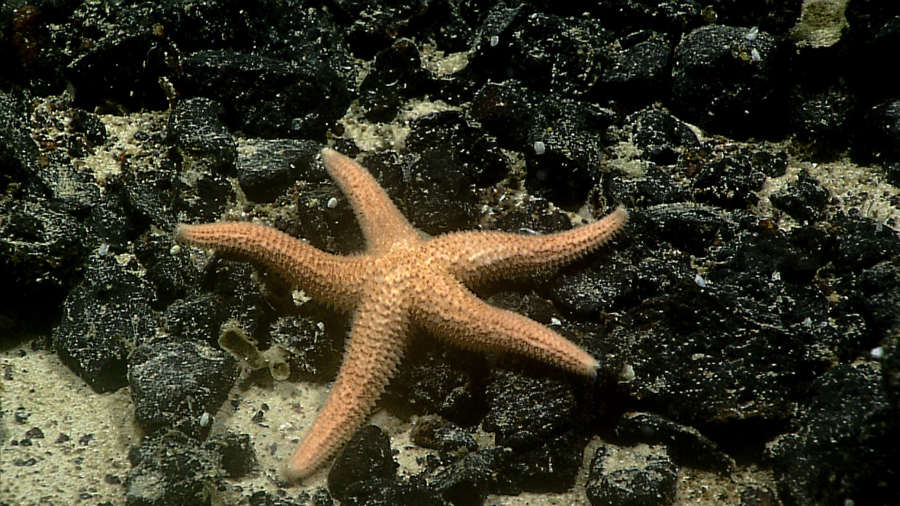 An orange starfish on a black rock substrate