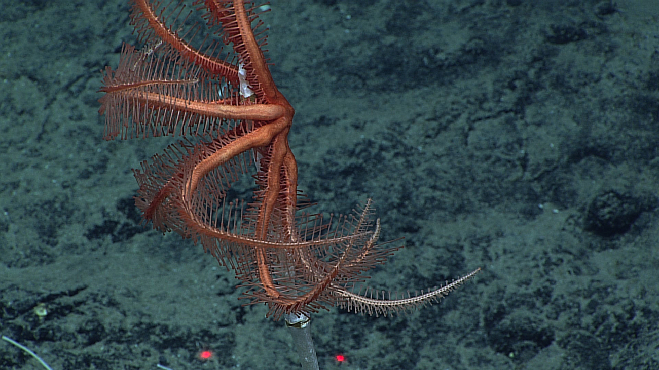 A brisingid starfish perched atop a dead coral branch in a feeding posture