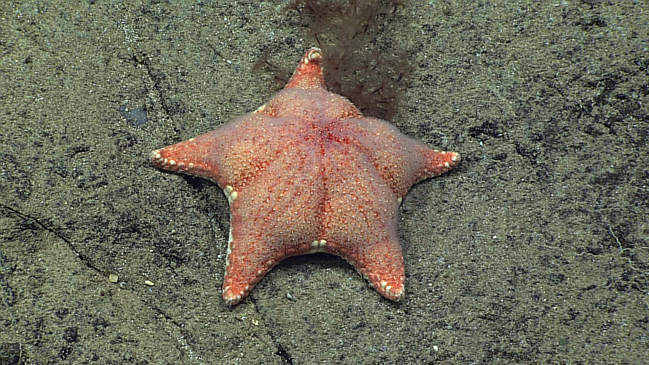 A robust short-legged thick-bodied starfish - Hippasteria imperials