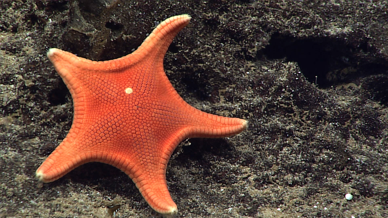 Goniasterid starfish on a rock substrate