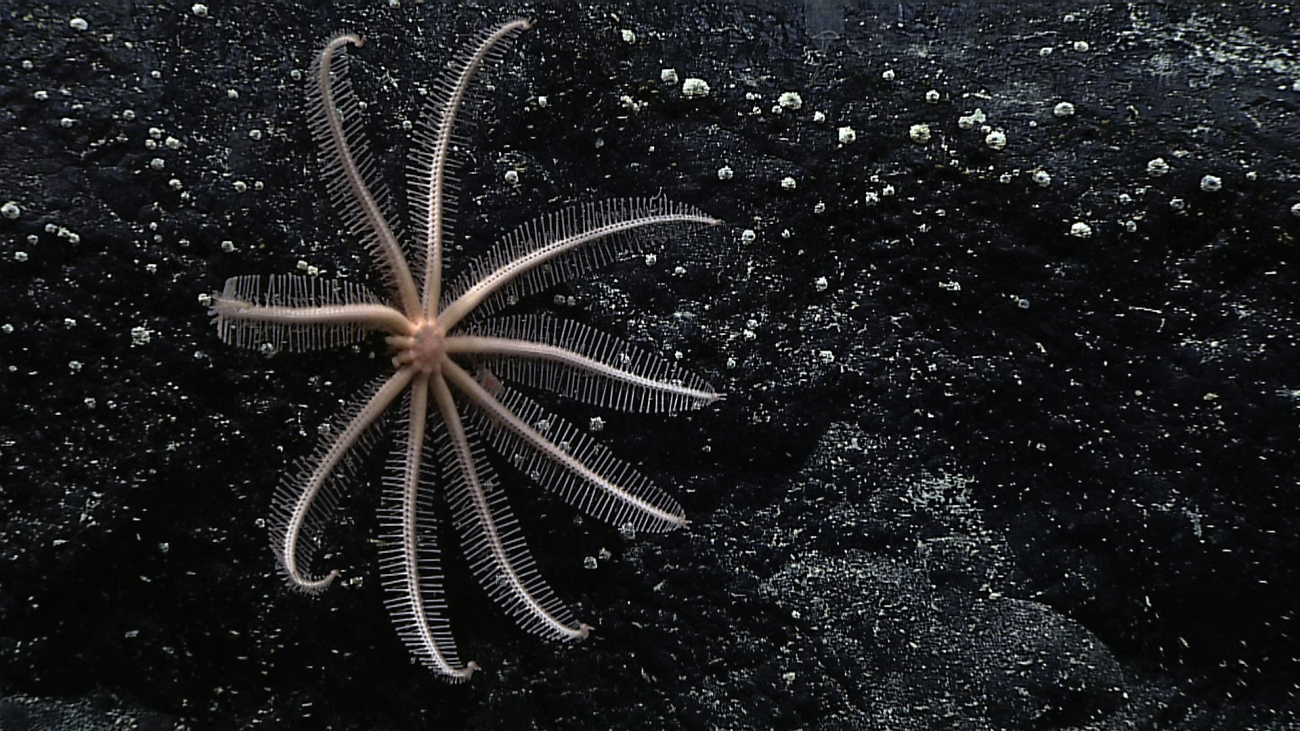 An eleven-armed brisingid starfish with what two regnerating close to thecentral disk