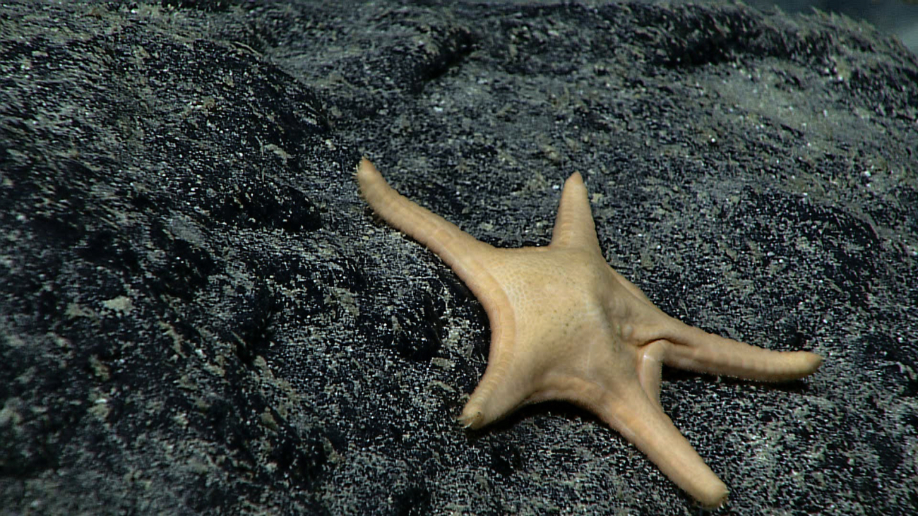 An orange starfish on a black rock substrate - Circeaster sp