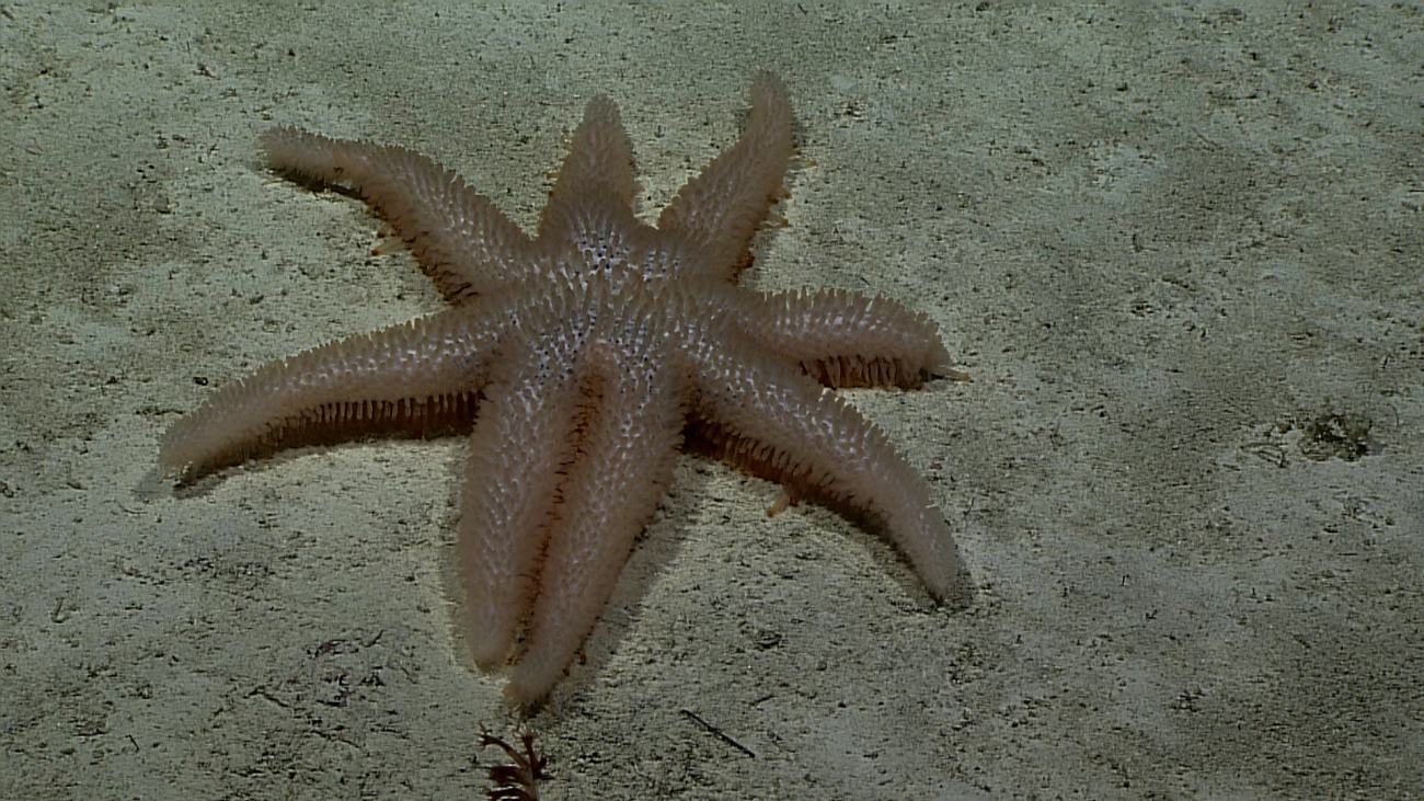 Eight armed starfish, Asthenactis papyraceus
