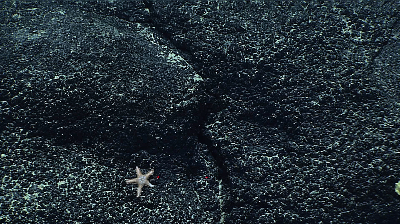 A small brownish white starfish approximately 5 centimeters across from tip ofarm to tip of arm