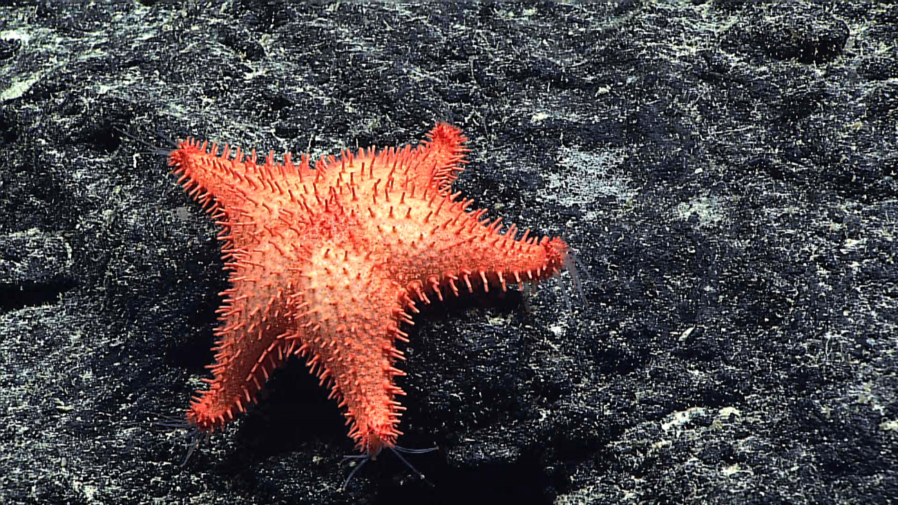 The starfish Hippasteria muscipula