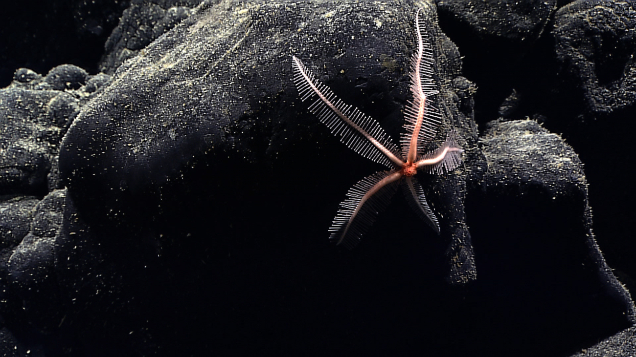 A five-armed brisingid starfish