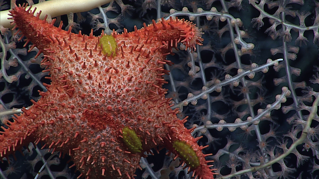 The sea star Hippasteria muscipula, predator on bamboo coral