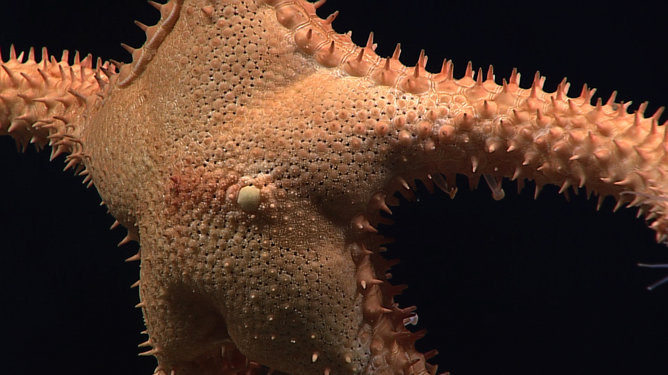 Closeup of starfish, perhaps Circeaster arandae?