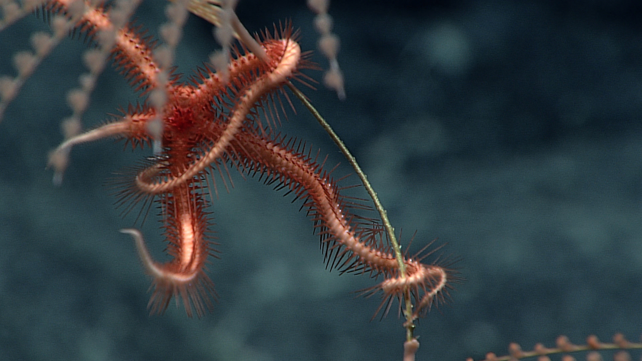 A reddish white brittle star with a regenerating arm