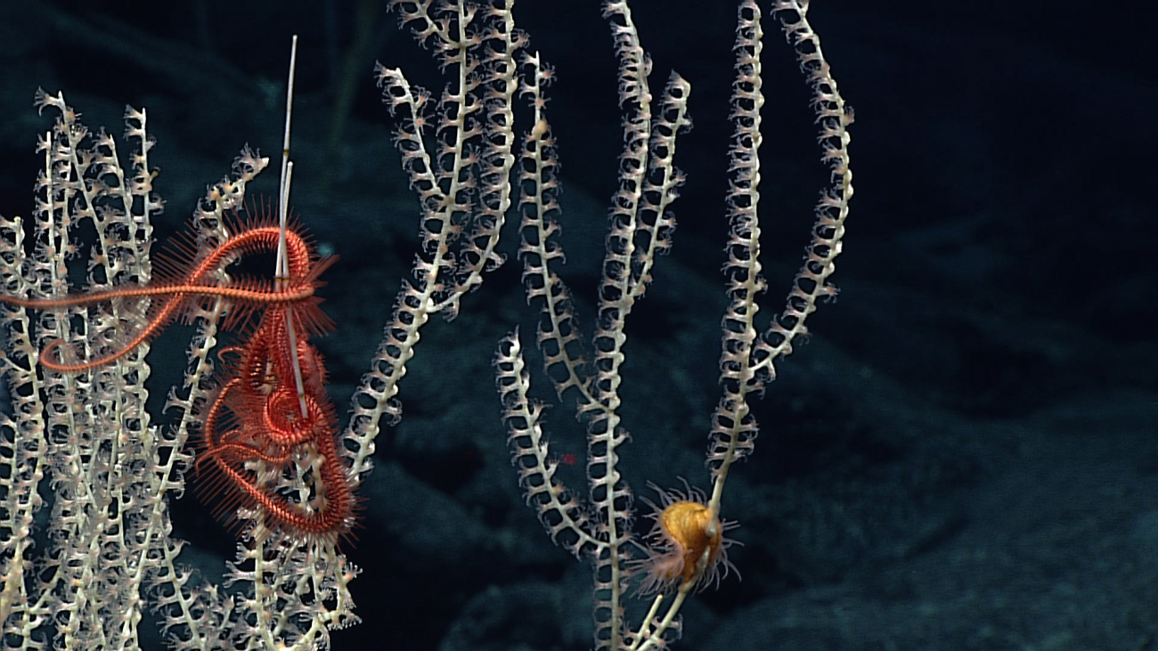 A red brittle star in the upper branches of a bamboo coral