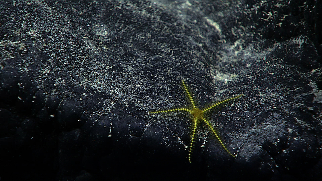 A spectacular yellow brittle star - perhaps never  before seen