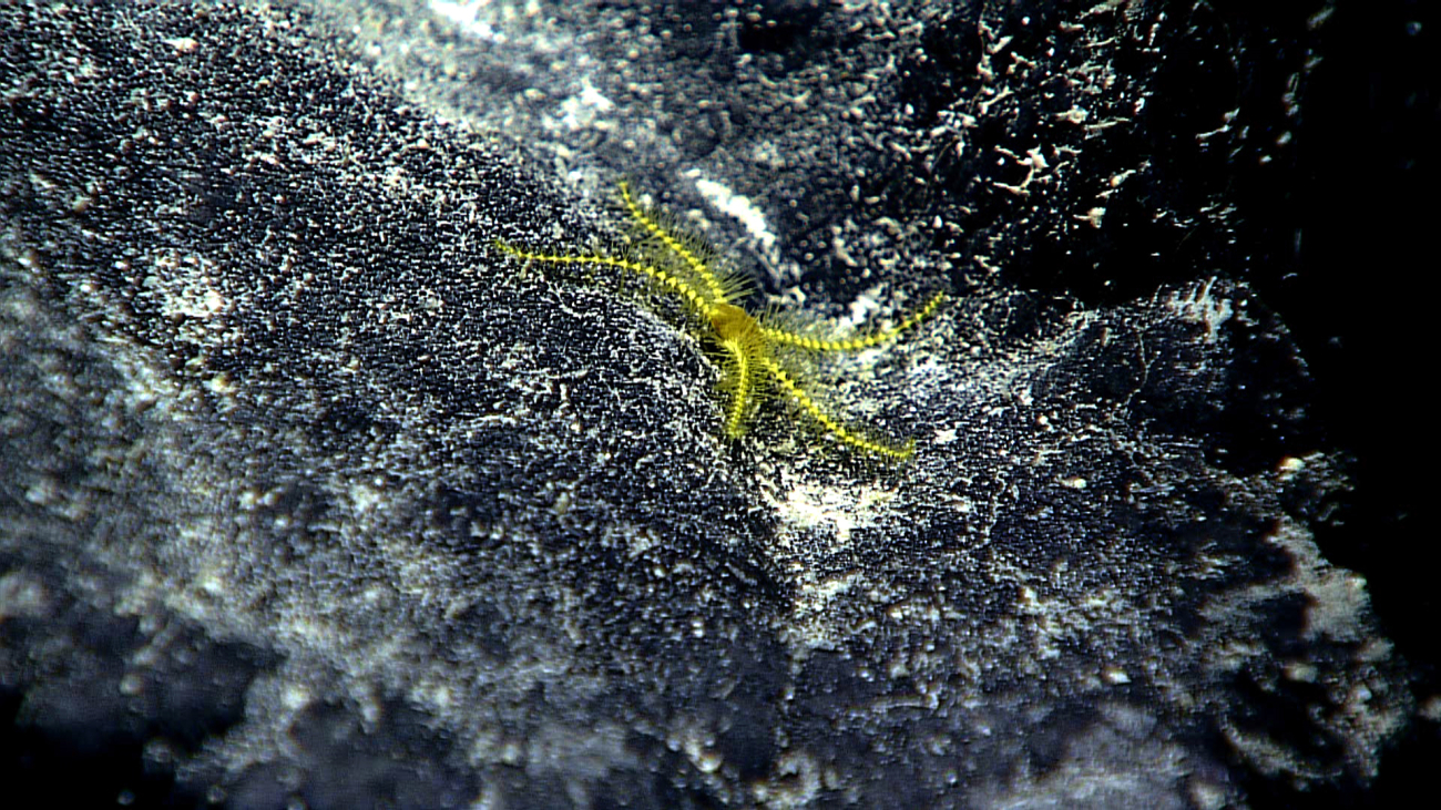 A uniquely colored yellow brittle star
