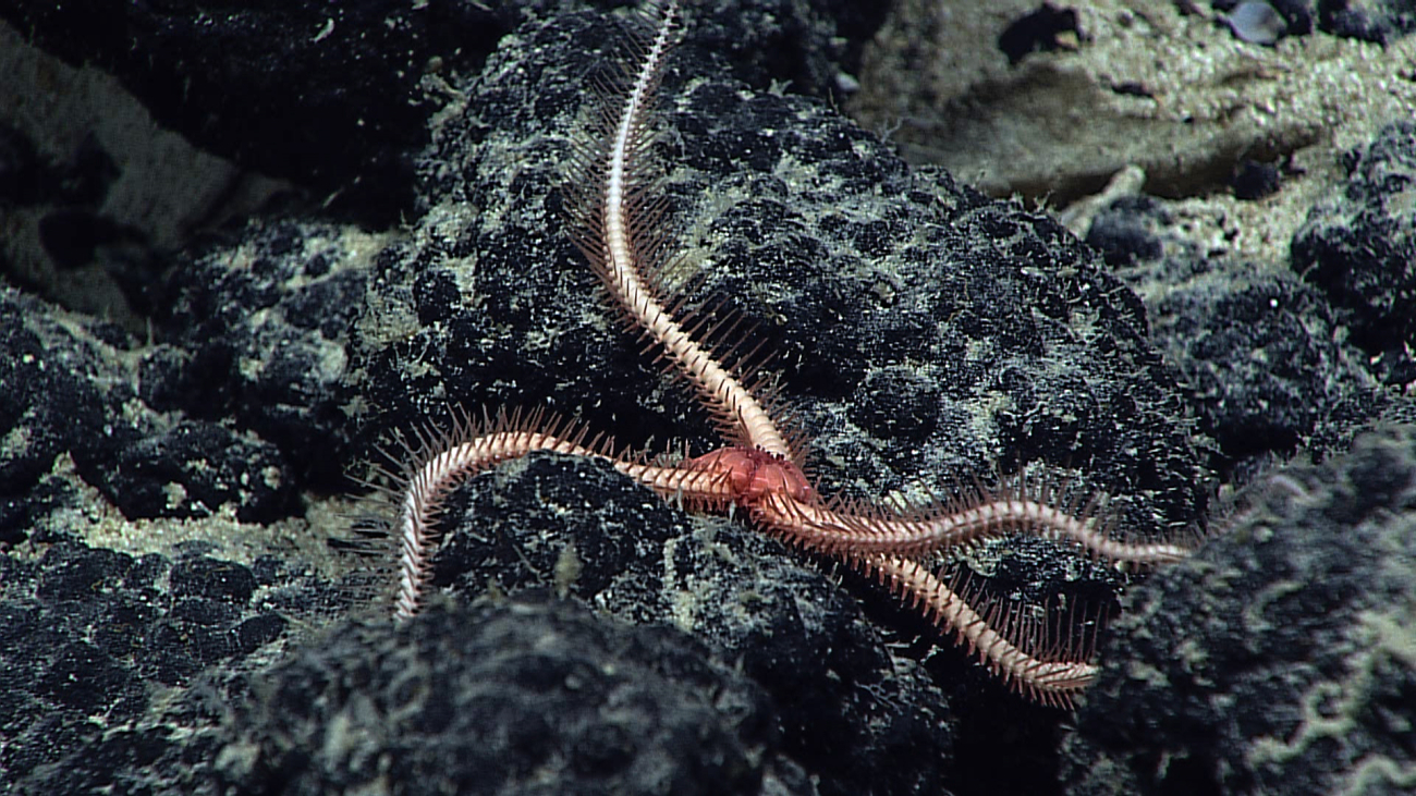 A white-armed brittle star with a reddish central disk