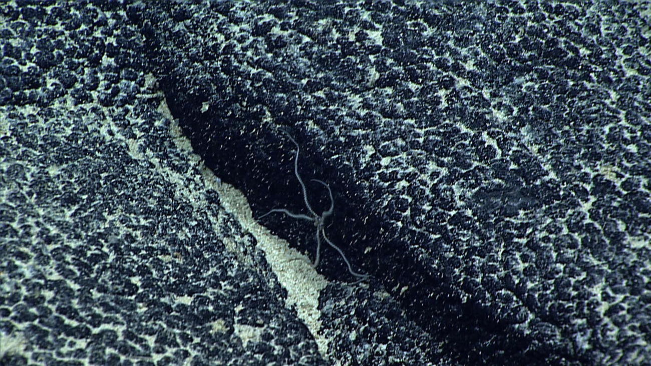 A white thin-armed brittle star on a botryoidal manganese crust