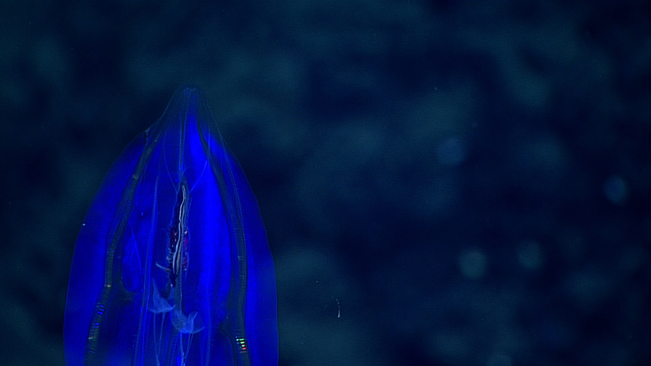 A bright blue ctenophore