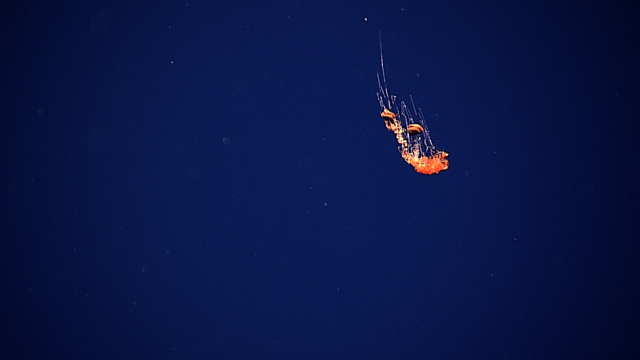 Probably a red siphonophore in the water column
