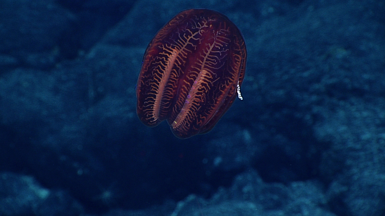 A spectacular appearing unidentified ctenophore