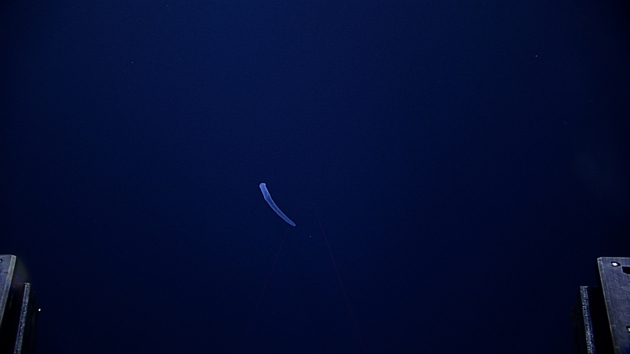 A pyrosome seen in the distance