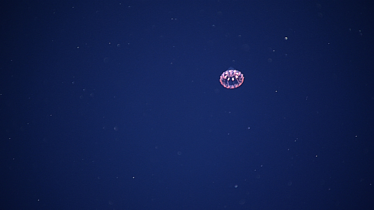 A beautiful jellyfish seen in the water column