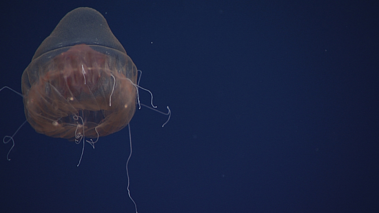 Pinkish brown jellyfish observed at 1084 meters