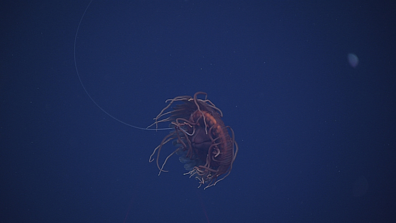 Medusa like, literally, jellyfish with one single long tentacle extending fromit