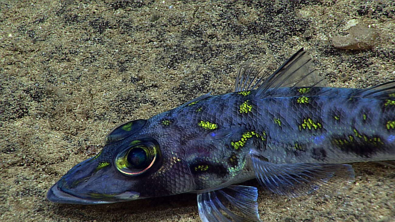 A type of greeneye fish (Chrionema chryseres?)