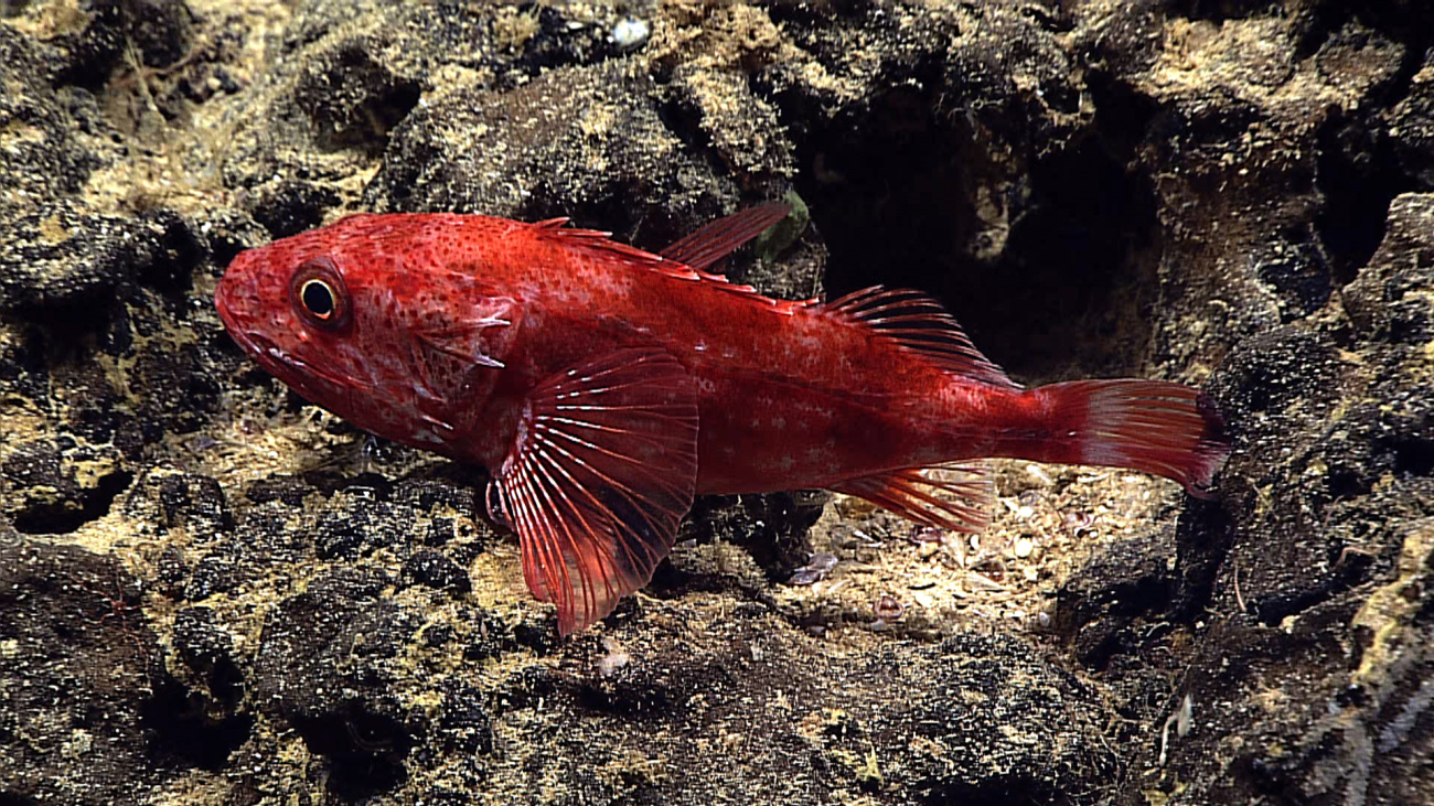 A channeled rockfish, Setarches guentheri,  a rockfish with nearworldwide distribution