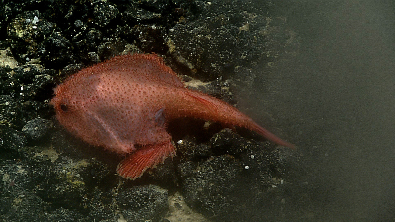 An orange batfish of the family Ogcocephalidae