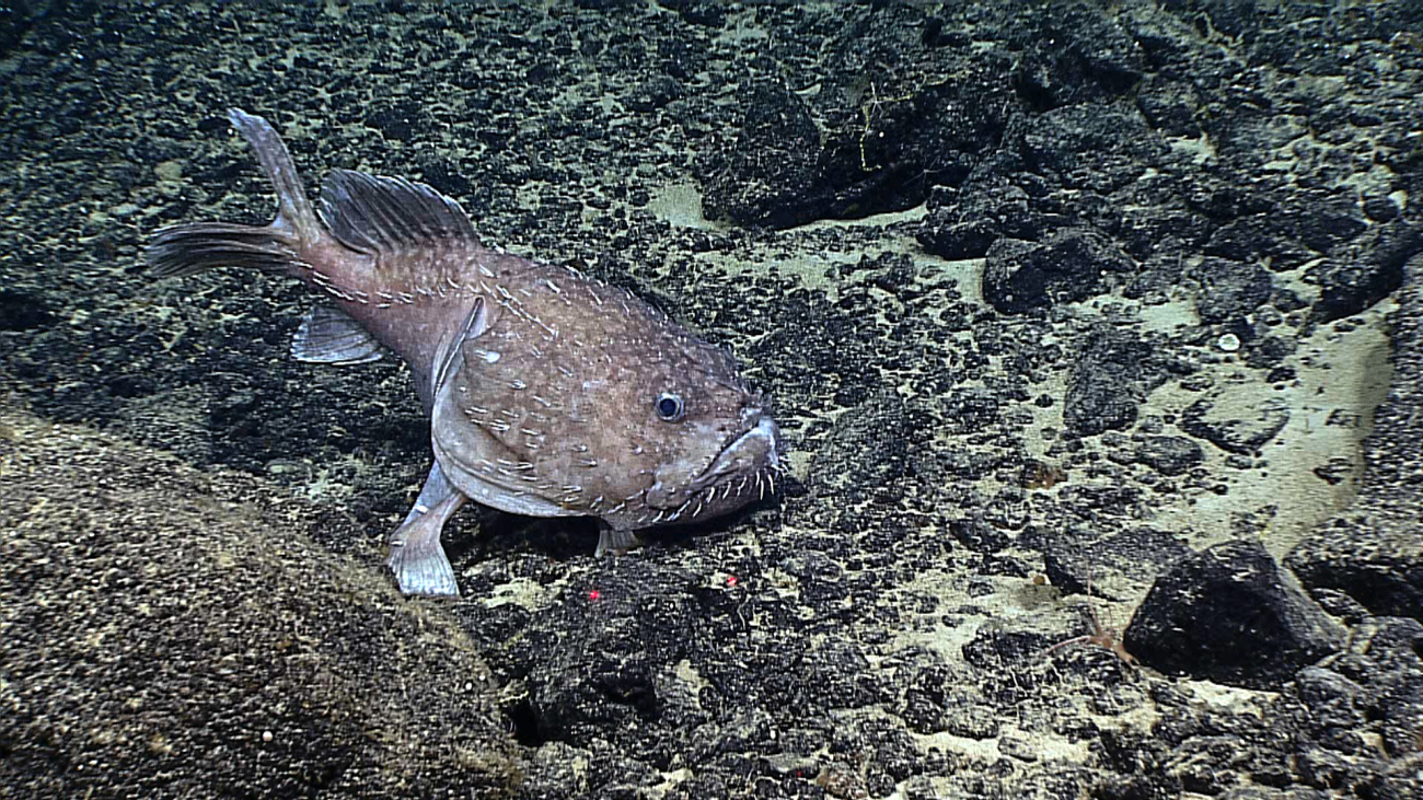 Tan goosefish (Sladenia remiger)