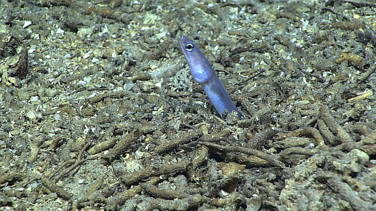Eel poking its head up from an area covered by coral debris
